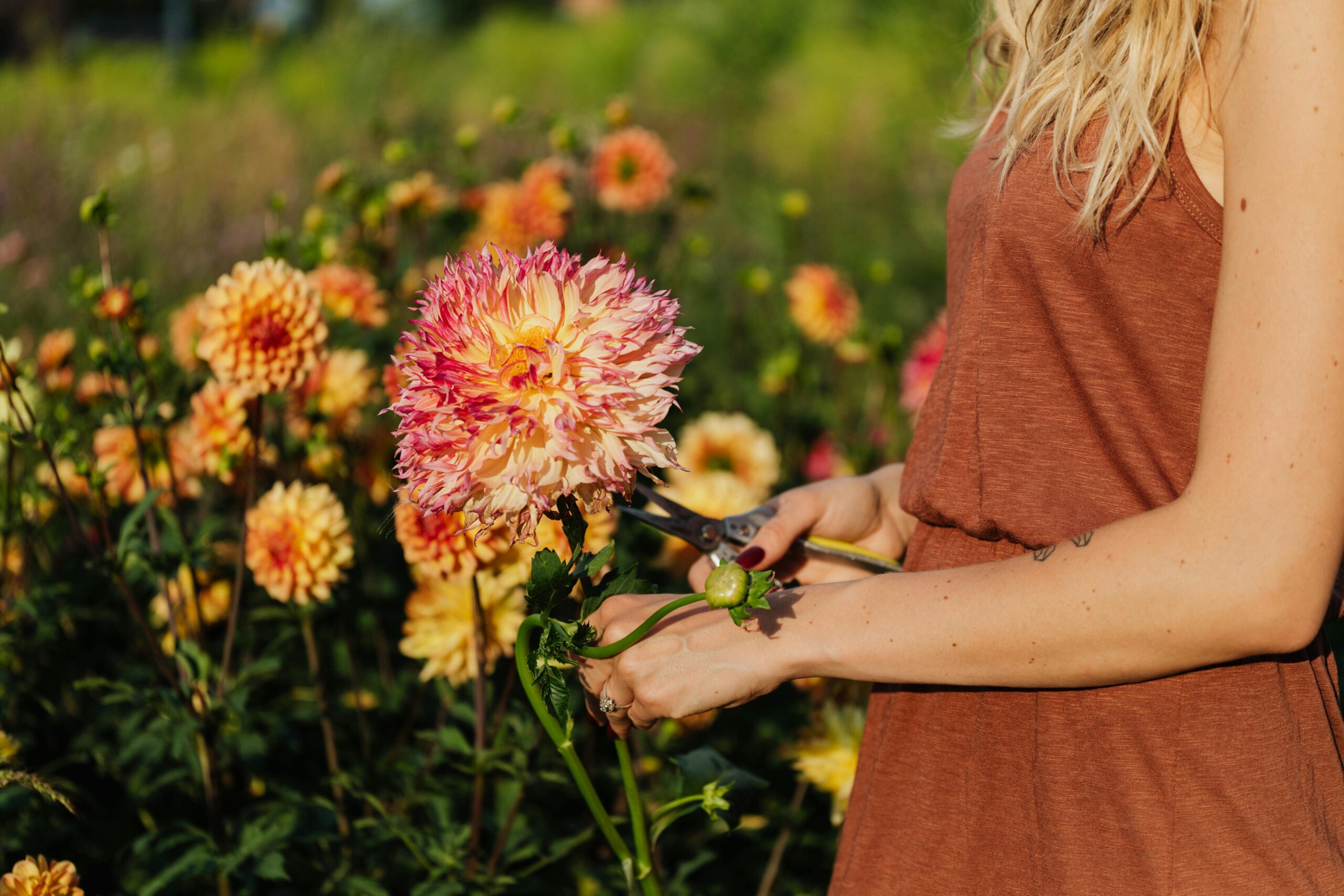 La taille des rosiers
