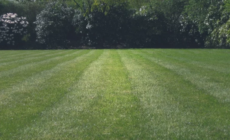 Taille & Jardins d'Alex nos réalisations