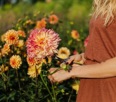 La taille des rosiers