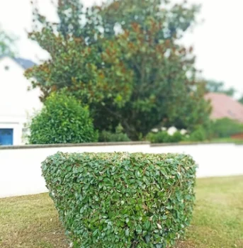 Taille & Jardins d'Alex nos réalisations